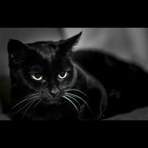 Meet your Posher, Darla